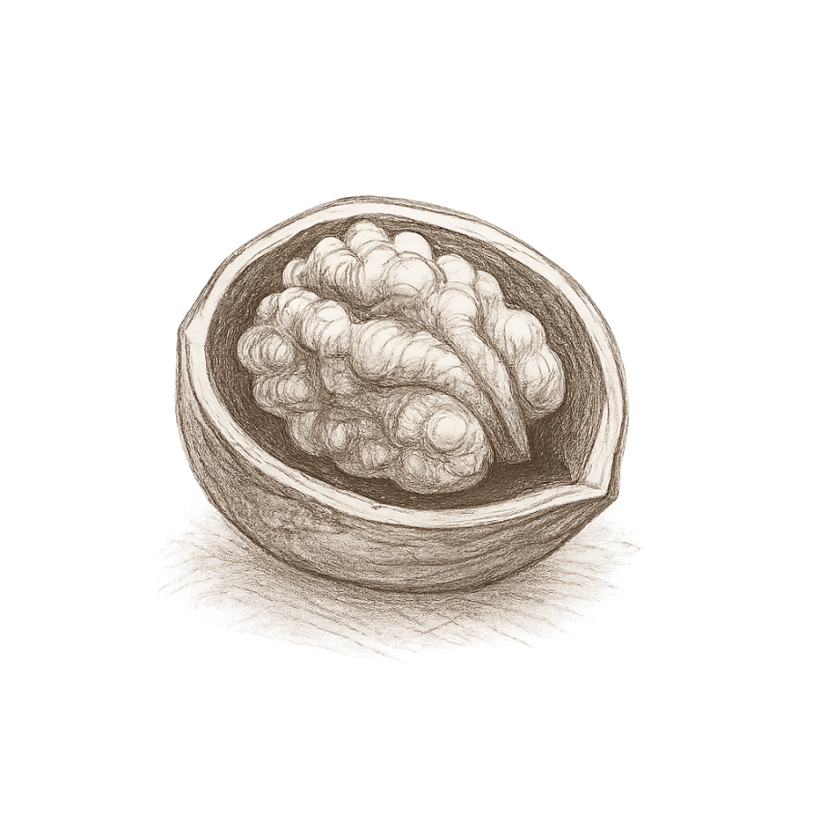 drawing of a walnut